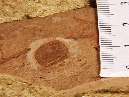 Carpites pruniformis
