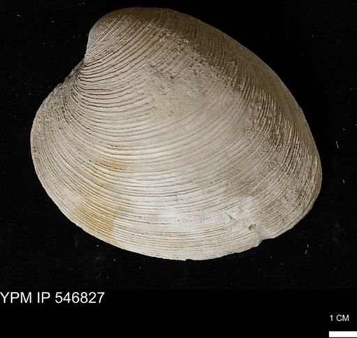 Venus mercenaria antiqua