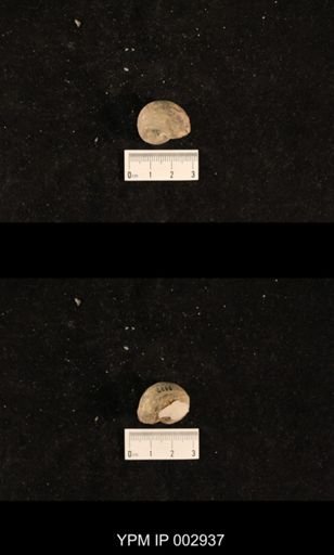 Bellerophon sp.