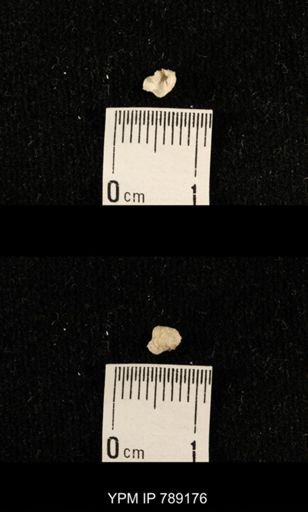 undet. Brachiopoda