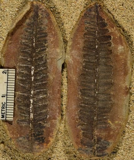 Pecopteris sp.