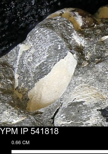 Limopsis striatopunctatus