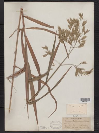 Bromus latiglumis