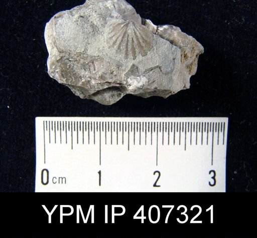 Anoplotheca hemispherica