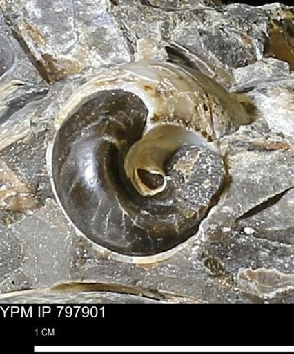 undet. Gastropoda
