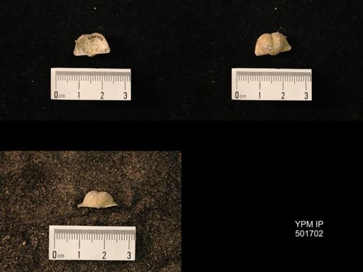 Marginifera splendens