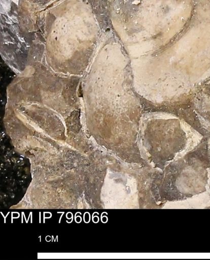 Spisula elliptica