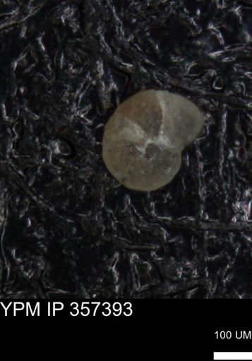 undet. Foraminiferida