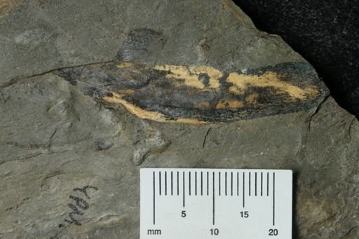 undet. Eurypterida