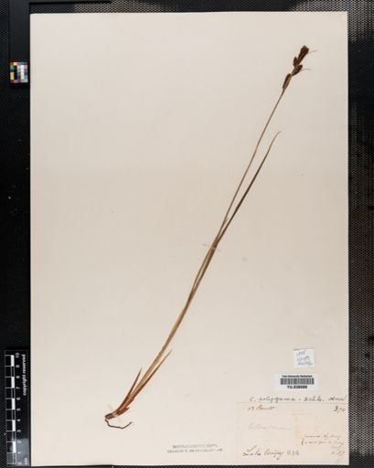 Carex buxbaumii