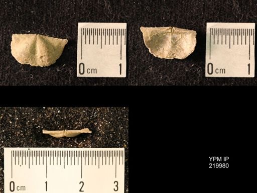 Chonetes sp.