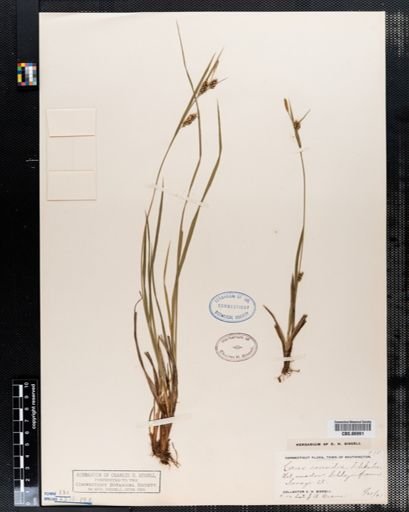 Carex conoidea