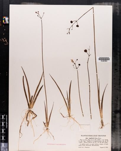 Sagittaria teres