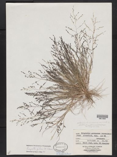 Eragrostis pilosa