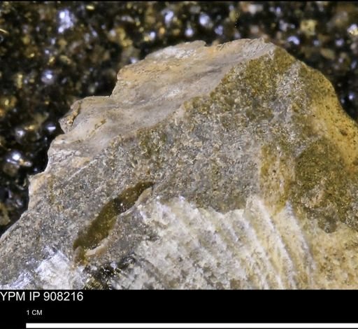 undet. Mollusca