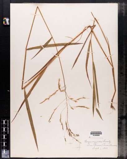 Leersia oryzoides