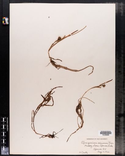 Sparganium minimum