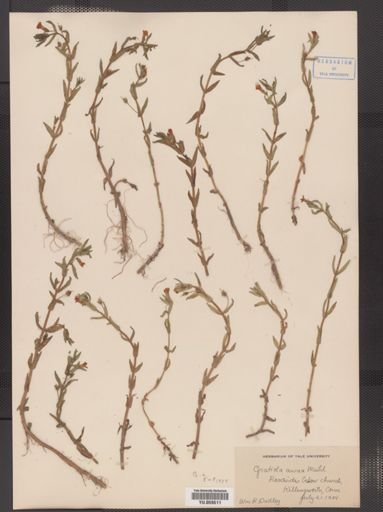 Gratiola aurea