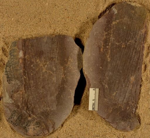 Calamites