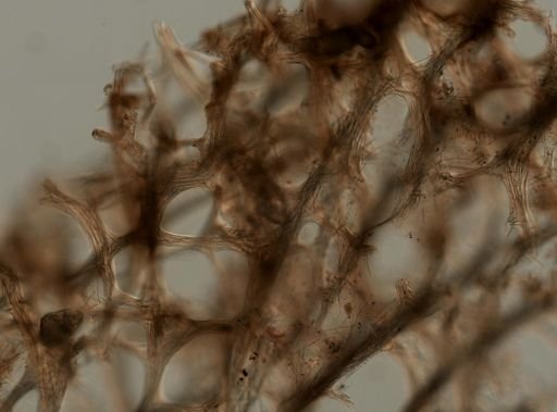 Niphates erecta