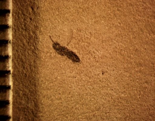 Ichneumonoidea?