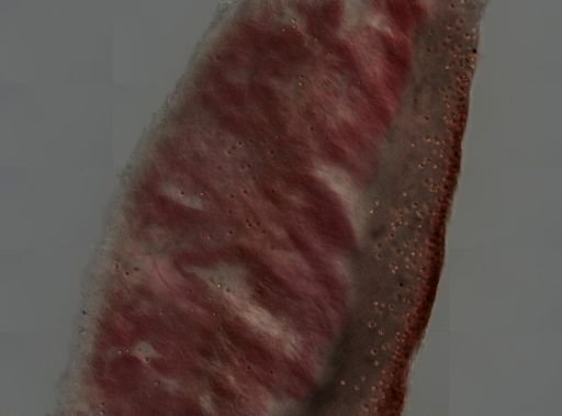 Chondrilla nucula