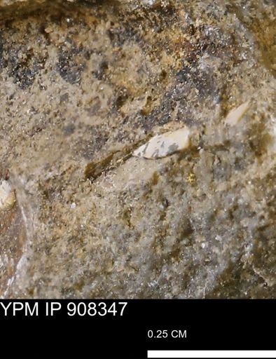 undet. Mollusca