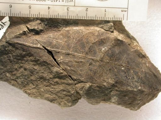 Angiospermopsida