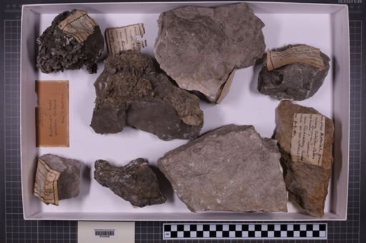 mixed taxa, stratigraphic collection