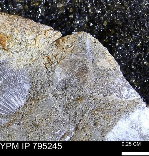 undet. Bivalvia