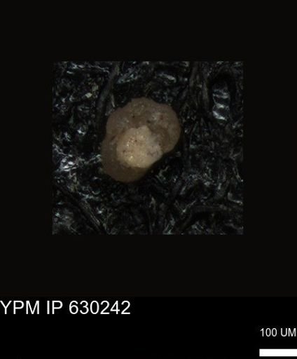 undet. Foraminiferida