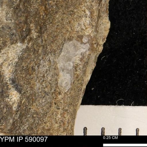 Oxytoma (Hypoxytoma) nebrascana
