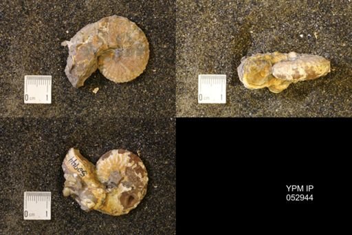 Discoscaphites gulosus