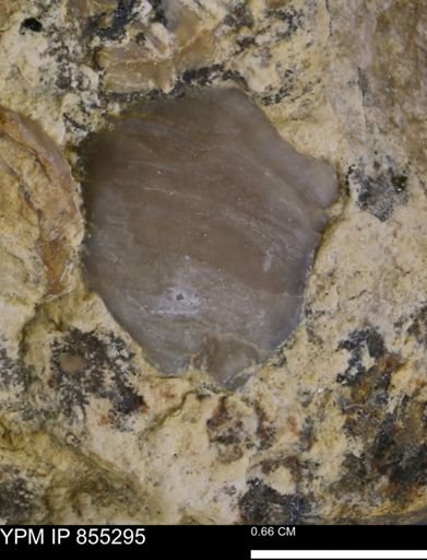 undet. Gryphaeidae