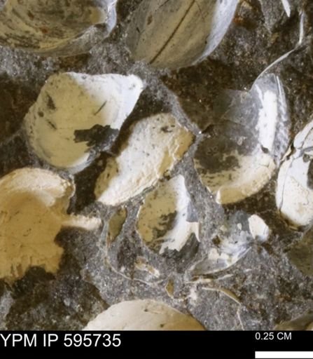 Protocardia sp.