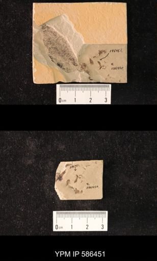 undet. Staphylinidae