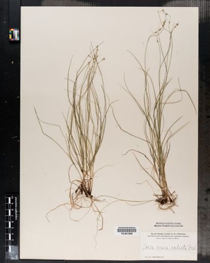 Carex radiata