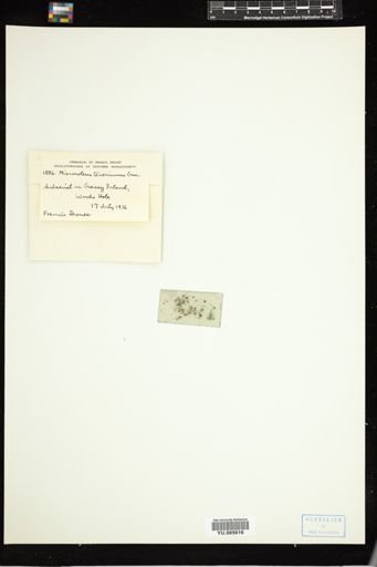 Microcoleus tenerrimus