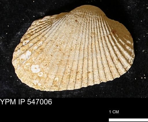 Scapharca transversa