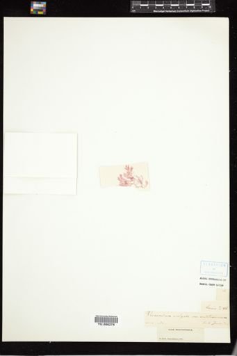 Plocamium vulgare