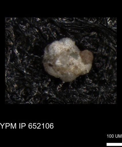 undet. Foraminiferida