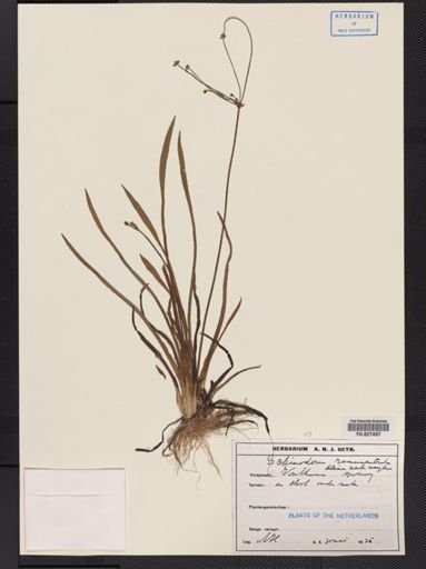 Echinodorus