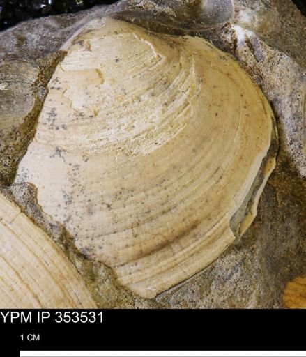 Limopsis striatopunctatus