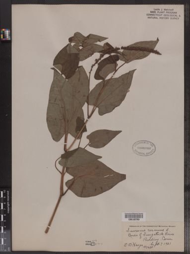 Saururus cernuus
