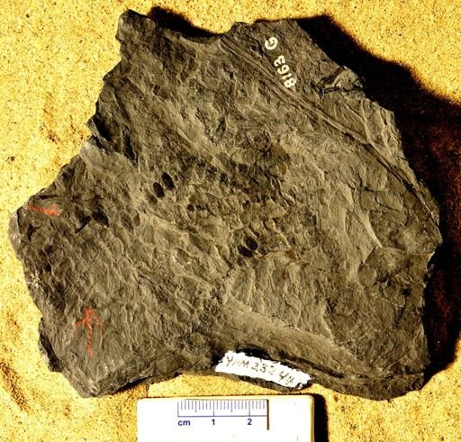 Calamites sp.