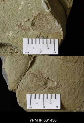 Dictyonema?