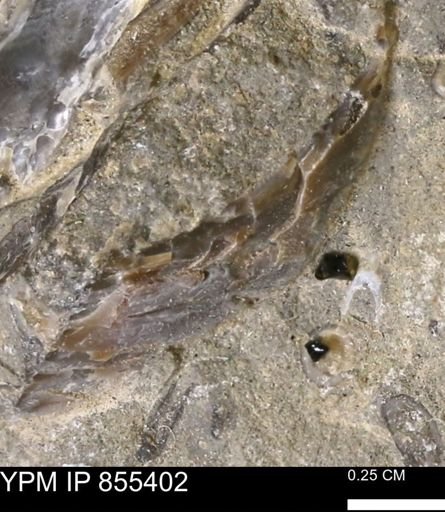 undet. Mollusca