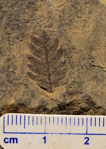Calcaropteris boeselii