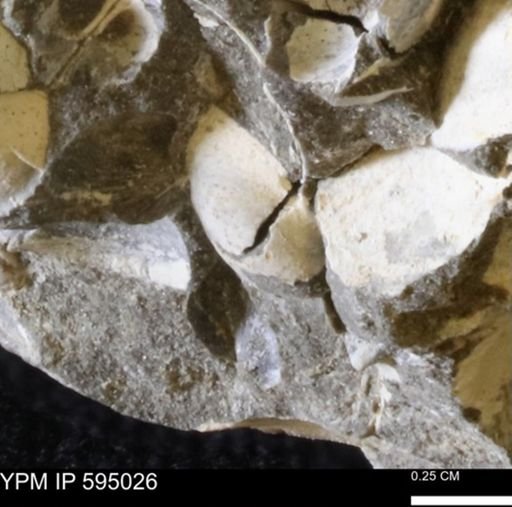 Protocardia sp.