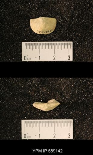 Sowerbyella sp.